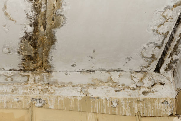 Mold Remediation for Vacation Homes